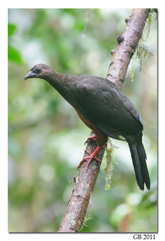 SICKLE-WINGED GUAN